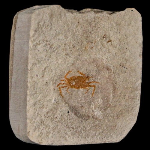 0.6" Fossil Crab Pinnixa Galliheri Pea Crab Monterey Cty San Luis Obispo Miocene - 第 4/6 張圖片