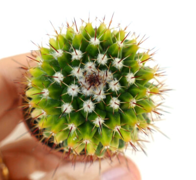 Mammillaria carnea REP 1628 variegata variegated C23-2 | eBay