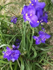 25 Spiderwort Tradescantia Plant Bare Root Rhizome Bulb Perennial Purple Flowers