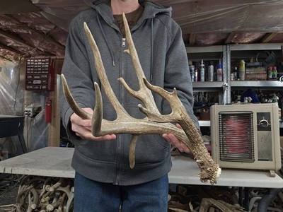 Huge 96  Drop Tine Whitetail Deer Shed Antlers Horns Elk Moose Rack Droptine