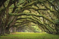 Avenue Of Green Oak Trees In The Summer Wall Paper Great Art 82.7 Inch X 55 Inch Avenue Of Green Oak Trees In The Summer Wall Paper Great Art 82.7 Inch X 55 Inch