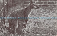 R441910 Zoological Gardens Kangaroo Carrying Young One G D and D The Star Series
