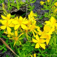 GREAT ST. JOHNS WORT Hypericum Yellow Medicinal Herb Perennial NonGMO 1000 Seeds
