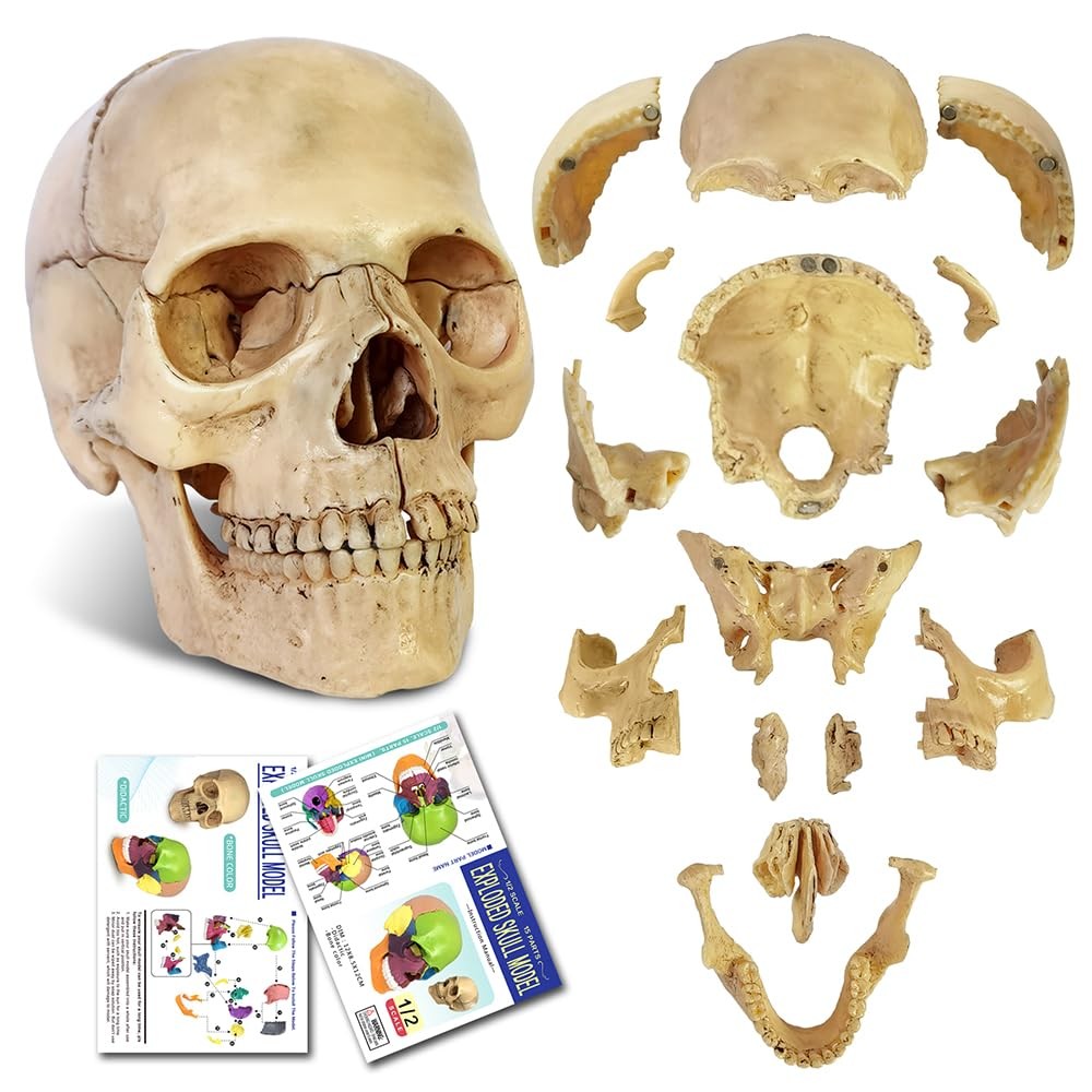 Didactic 15 Parts Anatomy Palm-Sized Human Medical Skull Model
