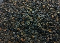 Buckwheat Seed Bulk 3 Lbs Forage Food Plot Unhulled Cover Crop, New, Free Shippi on sale Buckwheat Seed Bulk 3 Lbs Forage Food Plot Unhulled Cover Crop, New, Free Shippi on sale