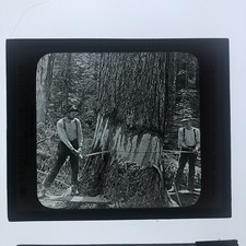 Antique Glass Slide Men Cutting Down Tree Oregon Keystone