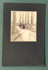 PHOTO ancienne Charrue Boeufs Foin Agriculture Route arbres Ombre Allemagne