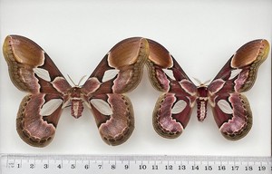 Saturniidae ROTHSCHILDIA ERYCINA****pair *****French Guiana