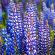 Lupine WILD PERENNIAL Hummingbird & Bee Favorite Heirloom Pure Non-GMO 50 Seeds!