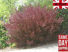 Purple Hop Bush (Dodonaea Viscosa Purpurea) | 20+ seeds |