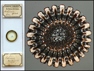 Clarke & Page Antique Microscope Slide of an Echinus Spine Section