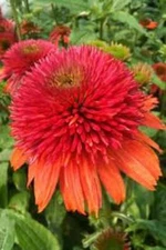 50 Double Orange Coneflower Seeds Echinacea Perennial Flowers Seed 7 US SELLER