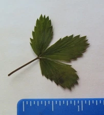 5pcs Pressed Leaves Strawberry Fragaria vesca L. Dried for Crafts