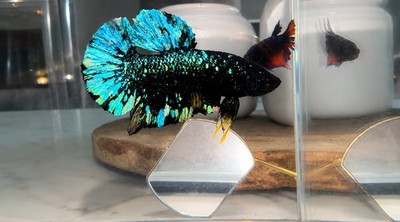 AVATAR  STARDUST NEBULA BS41 HMPK MALE LIVE BETTA FISH IMPORTED FROM THAILAND