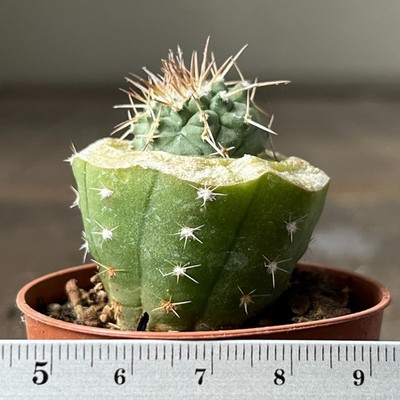 27-4241  strombocactus corregidorae, VM974, Maconi, Queretaro, Mex, grafted