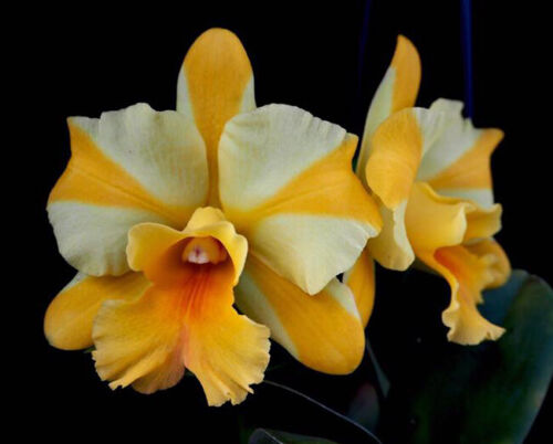 Orchid Orchidee Cattleya (Rth.) Nell Hammer, amazing fragrant flowers (8 L) - Afbeelding 1 van 3