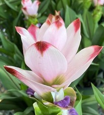 Pretty Imported Double Curcuma Light Pink Colour Flower Bulbs Pack Of 5 Bulbs