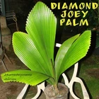 ~DIAMOND JOEY PALM~  Johannesteijsmannia altifrons Spectacular PALM med Potd 1+y