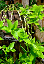 Two of  (Callisia fragrans) Russia Holistic medical plant bare