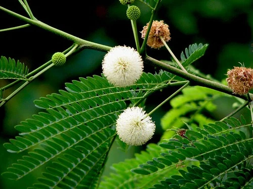 Acacia caesia ACACIA TREE Exotic SEEDS!