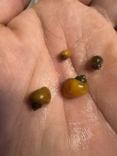 1x Live Baby Mystery Snail Golden or Possible Ivory   Pea to Penny Size