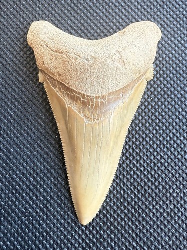 Museum Quality 2.49"  Carcharocles Angustidens Summerville