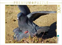 Calvendo Puzzle Pigeons' Love | 1000 Pieces, Finished Size 25.2 × 18.9 In (64 ×