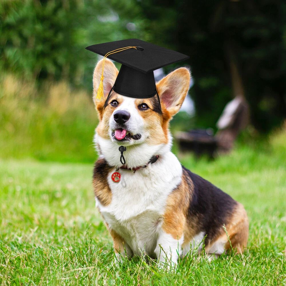 Dog with top graduation cap