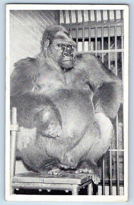 Chicago Illinois Postcard Bushman Lincoln Park Zoo Gorilla 1930 Vintage Unposted