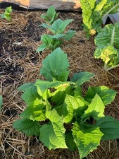 1 Yacon Crowns For Planting - Early Producer