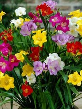 Freesia Bulbs Mixed Colour Large Giant Garden Perennial Summer Flowering Plant