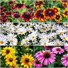 1,000 Mixed Color Coneflower Seeds for Planting - Easy to Grow Perennial Flowers
