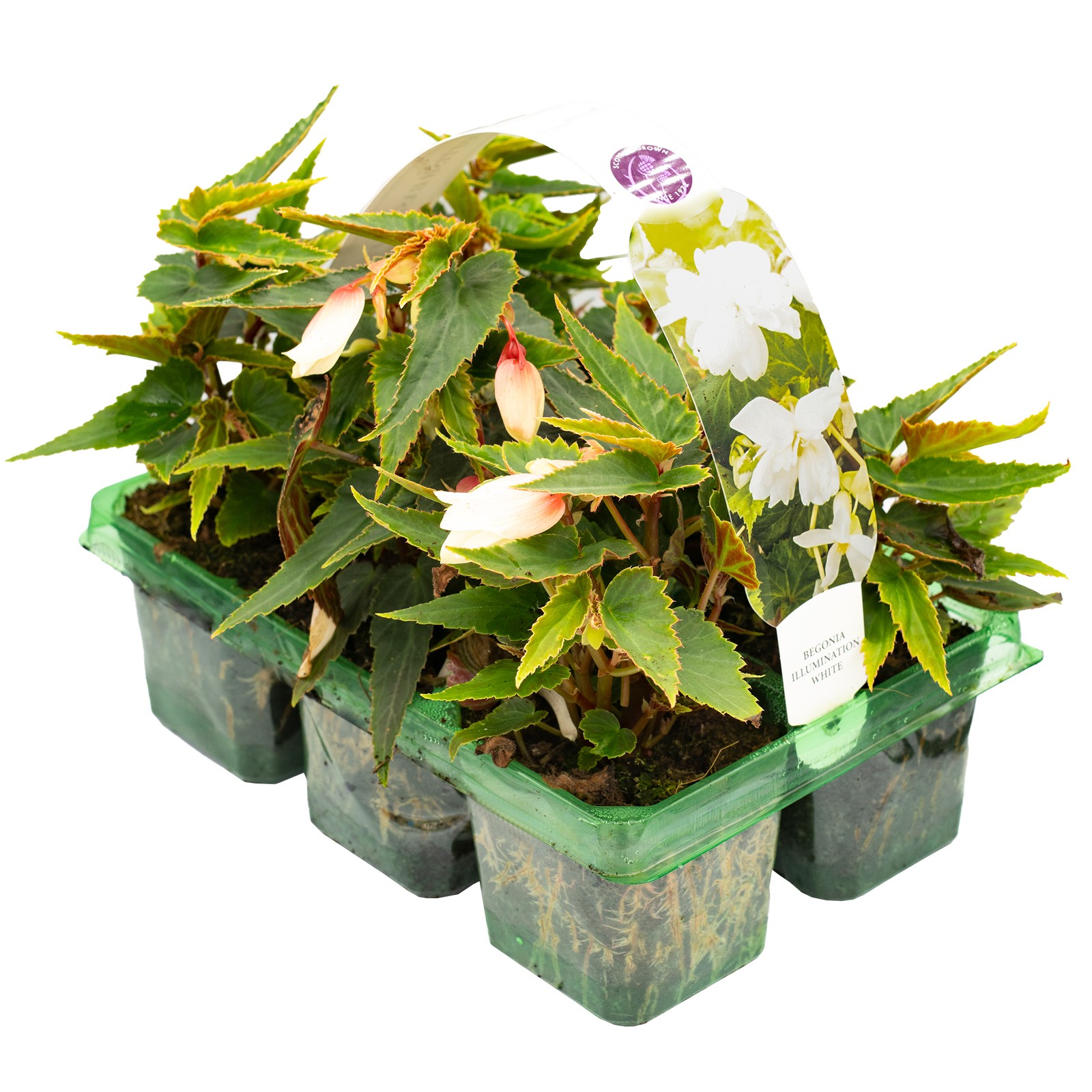 Begonia Trailing White | Gorgeous Garden Ready Hanging Basket Plants (6 Pack)