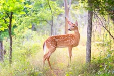 Storybook Fawn by Jim Cumming Wildlife Photography Giclee Print Ships Free