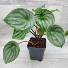 Watermelon Peperomia – Live Plant in 4” Pot | Pet Safe | Rare Houseplant  4" pot
