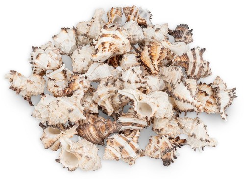 NaDeco Murex endivia 1kg | Muscheln und Schnecken zum Basteln und Dekorieren - Bild 1 von 1