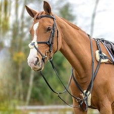 Poitrine cinq points Shires Avignon