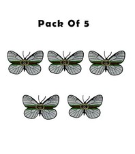 Gucci BUTTERFULY Embroidered Patch Sew or iron on Patch pack of 5 PCS