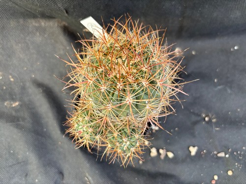 FEROCACTUS VIRIDESCENS V. LITTORALIS ACCESTITO CACTUS PIANTE GRASSE AGAVE 1466 - Foto 14 di 16