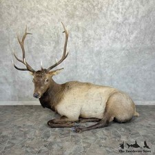 #31406 P | Rocky Mountain Elk Life-Size Taxidermy Mount For Sale
