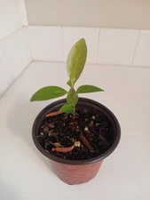 Black Cherry Tree, 4" Pot.