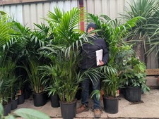 1x6-7ft Kentia Palm Bushy Tree Indoor Office Premium Quality free Plant Feed