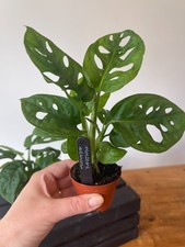 Monstera Adansonii Monkey Mask House Plant 6cm