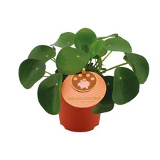 Pilea peperomioides – Ufopflanze – Ø 11 cm – ↕ 15 cm – Zimmerpflanze