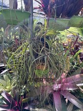 Bromeliad Sale Tillandsia balbisiana species 