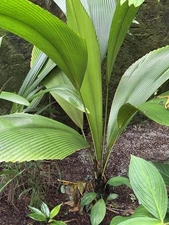 Johannesteijsmannia Altifrons “Joey Palm” *Rare*