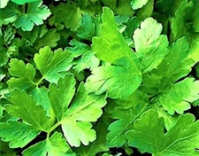 Plain Italian Parsley Seeds 300+ Seeds NON-GMO  BUY 4 GET FREE SHIPPING