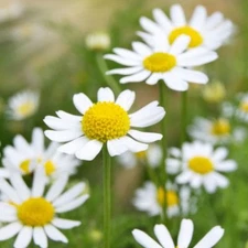 German Chamomile Seeds, NON-GMO, Herbal Tea, Scented Mayweed, FREE SHIPPING