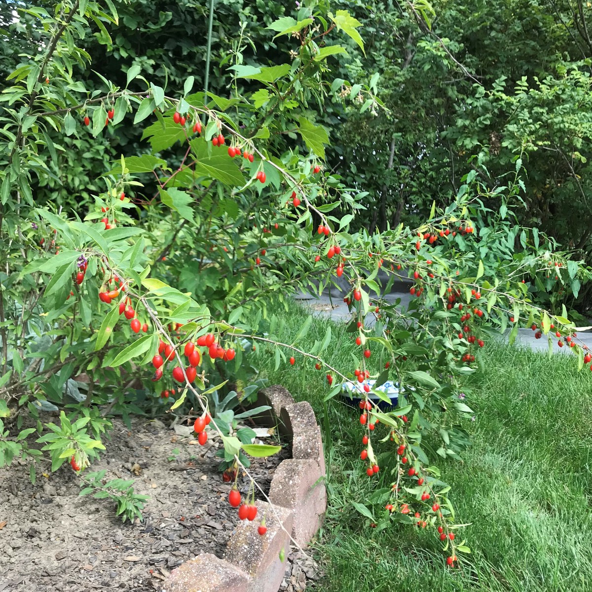 Goji Berry Vine Seeds. Goji Berry 'synthia' NEW CULTIVAR Sweeter And