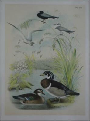 Original Antique Color Lithograph Male Female WOOD DUCK BLACK TERN Jasper Studer